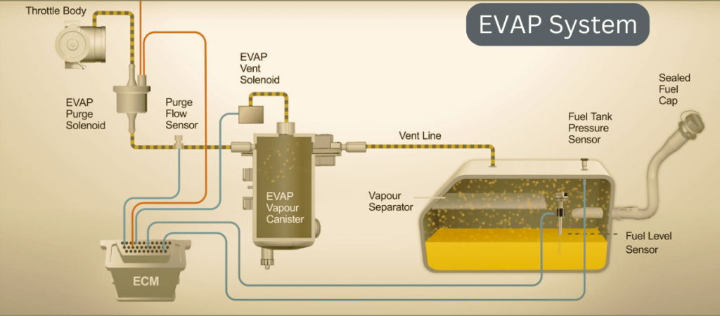 EVAP System